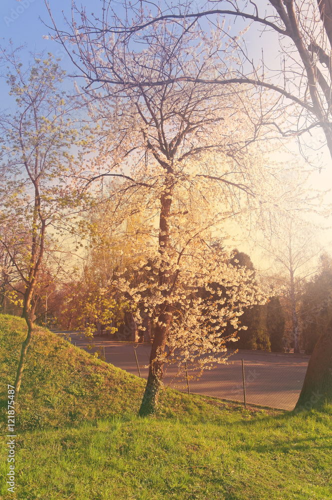 blooming apple-tree in the morning sun blooming apple-tree in the morning sun