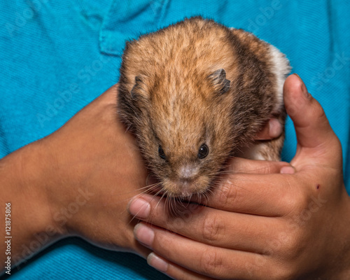 Hamster in hand 2