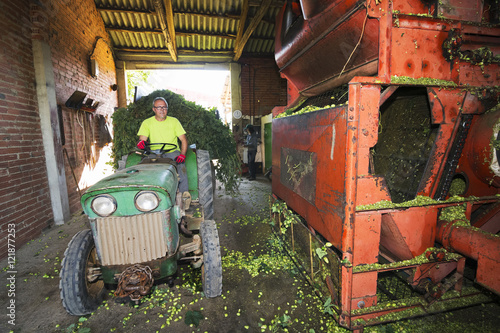 hops farmers working with hop picking machine , Villoria village , Leon , Spain photo