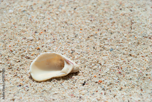 Sand and shell © Victoria Yianni