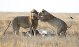 Male and female lions at a kill.