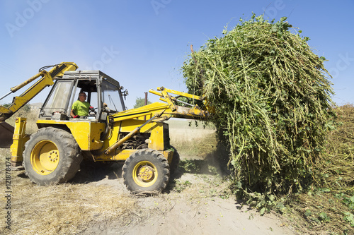 hops farmers to collecting plants after removing the hop cones , Villoria village , Leon, Spain photo