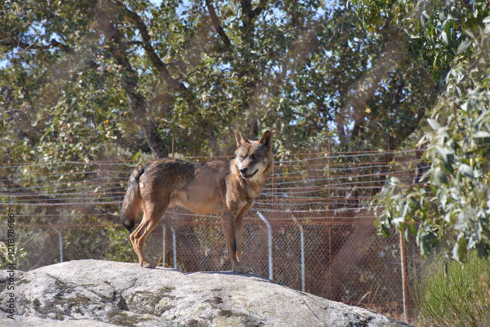 Fototapeta premium Lobo ibérico encima de una roca, sierra de Madrid