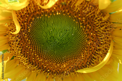 Sunflower center
