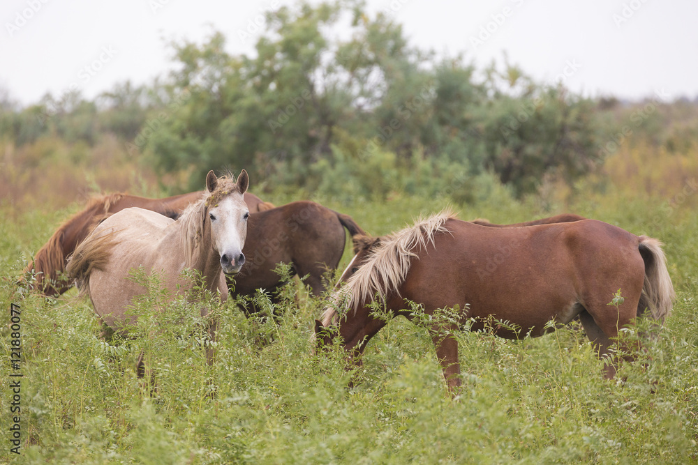 Beautiful brown horses in the green meadow Beautiful brown horses in the green meadow