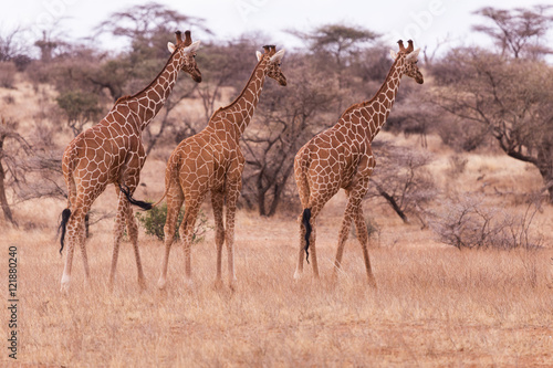 Fototapeta Naklejka Na Ścianę i Meble -  giraffes, Aberdare, kenya