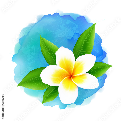 Vector frangipani flower on blue watercolor imitation background