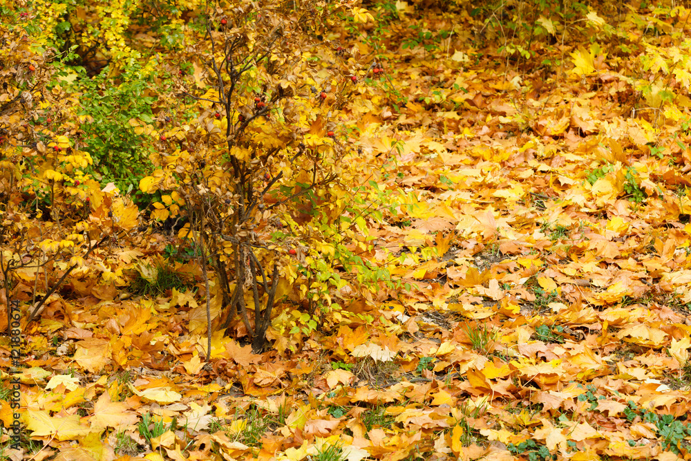 Autumnal vegetation covered in leaves. Autumnal vegetation covered in leaves.