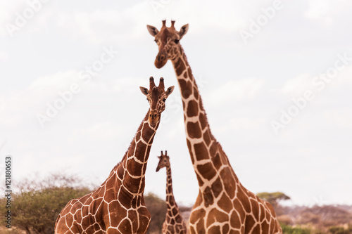 Canvas Print giraffes in Aberdare National Park, Kenya