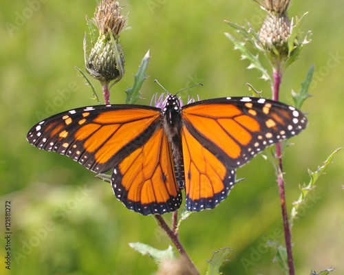 monarch on thistle © Cynthia Bowers