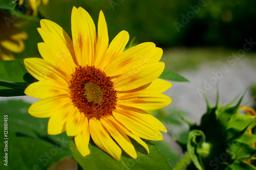 sunflower along the road