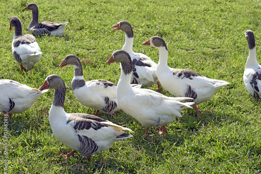 Domestic geese walking in pasture Domestic geese walking in pasture
