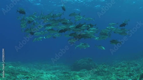 Wallpaper Mural School of Trevallies on a coral reef.  4k footage Torontodigital.ca