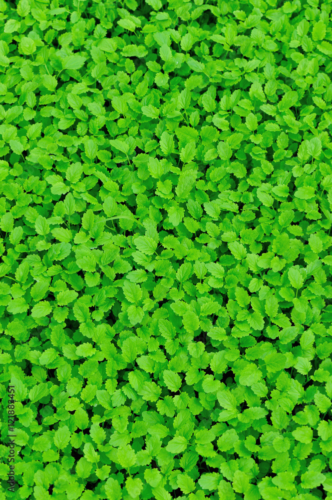 green motherwort plants in growth at garden green motherwort plants in growth at garden
