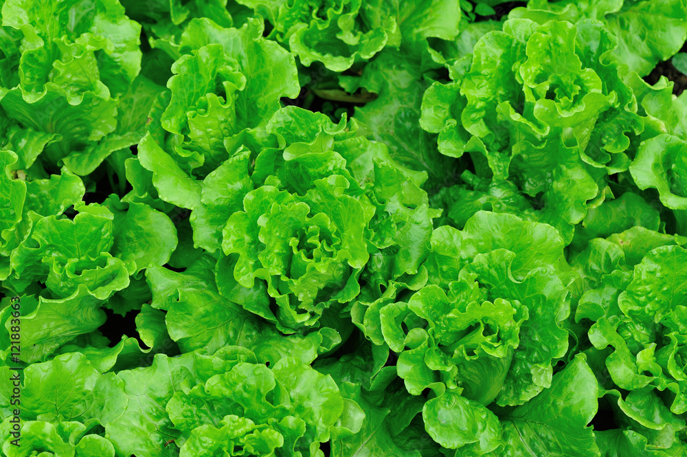 green lettuce crops in growth at vegetable garden green lettuce crops in growth at vegetable garden
