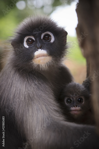 close up mother face of dusky leaf monkey and new kid in warming