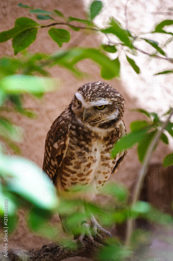 Living Desert Zoo Gardens State Park