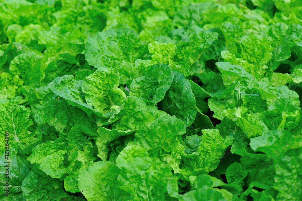green chinese cabbage plants in growth at garden green chinese cabbage plants in growth at garden