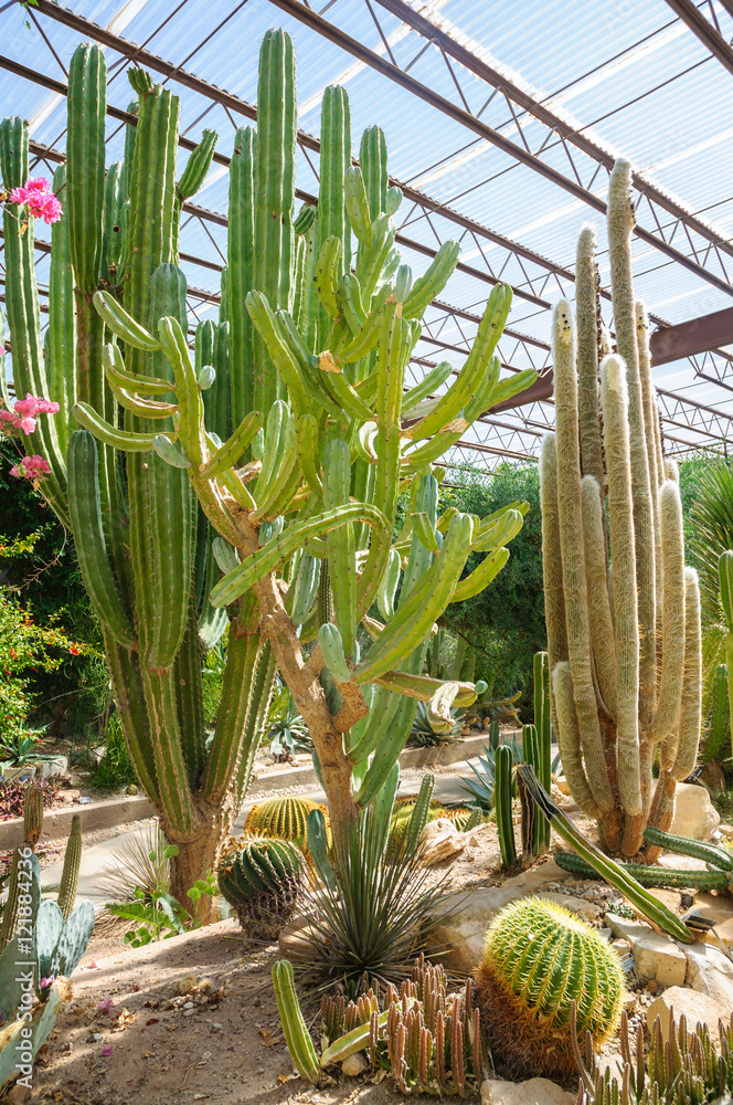 Fototapeta premium Living Desert Zoo Gardens State Park