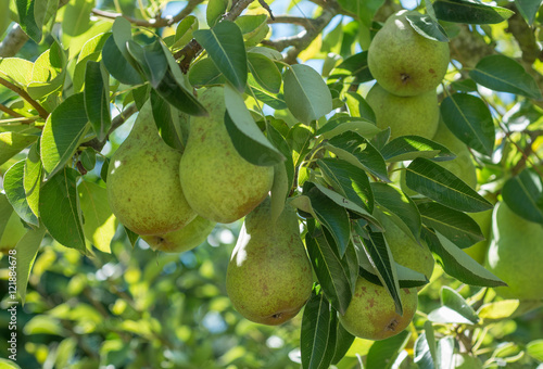 Bartlett pears on the tree