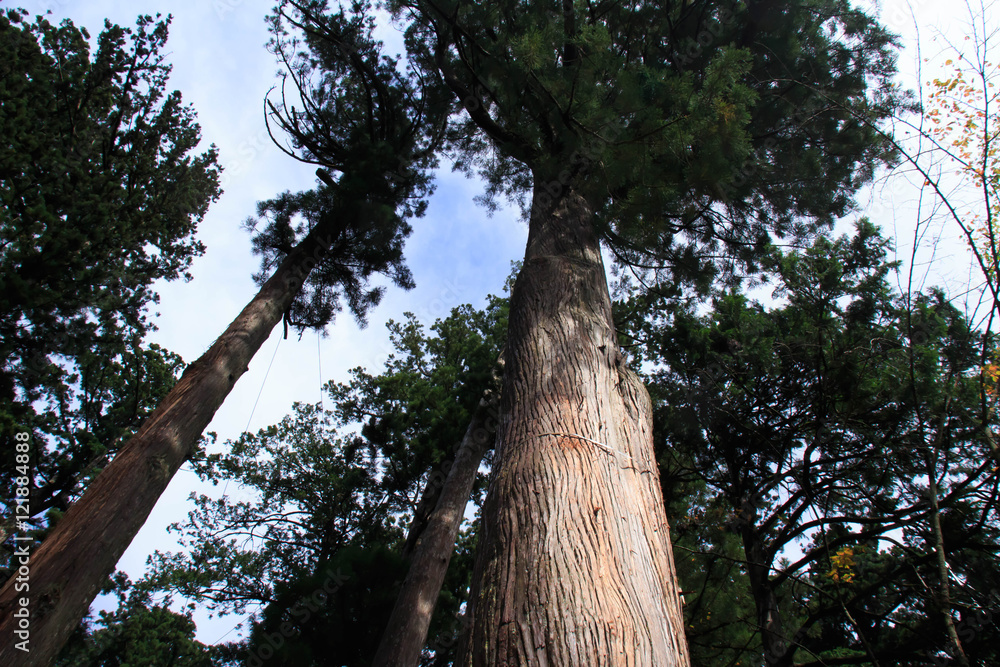 Fototapeta premium Cedar trees