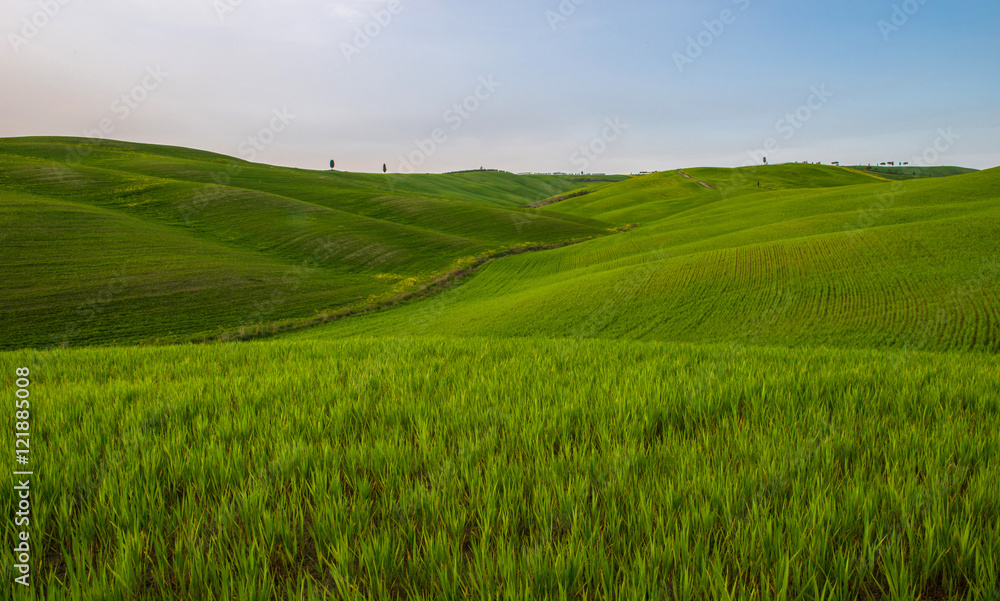 Fototapeta premium Tuscan countryside