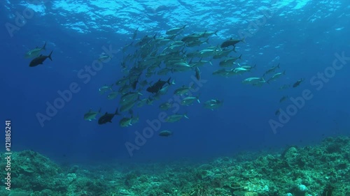 Wallpaper Mural School of Trevallies on a coral reef.  4k footage Torontodigital.ca