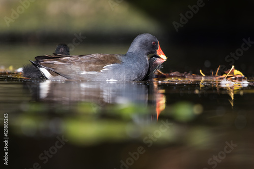 Common Moorhen, Moorhen, Gallinula chloropus