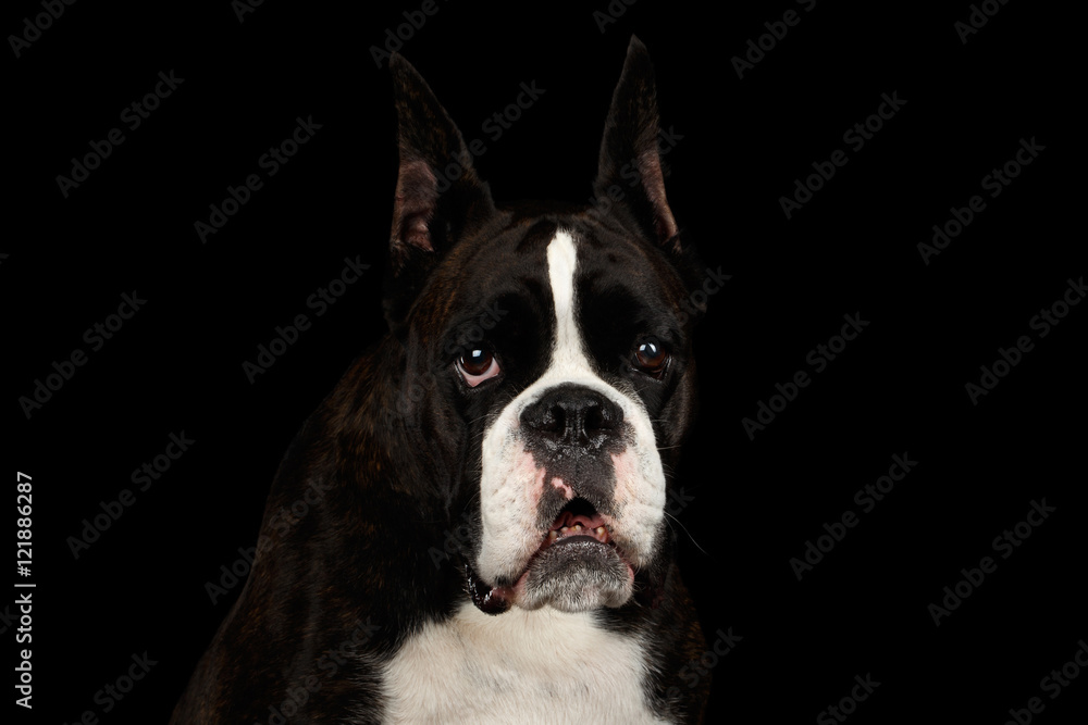 Close-up Portrait of Purebred Boxer Dog Brown with White Fur Color Gazing Looks in Camera Isolated on Black Background