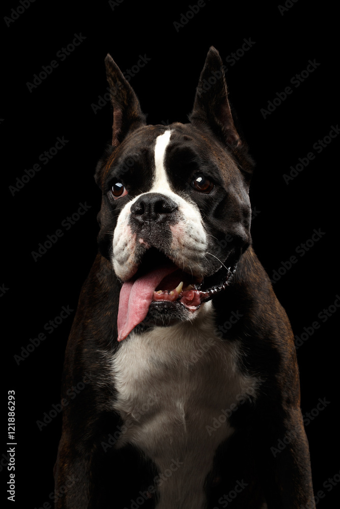 Close-up Portrait of Funny Purebred Boxer Dog Brown with White Fur Color Surprised Stare and hung down tongue to side Isolated on Black Background