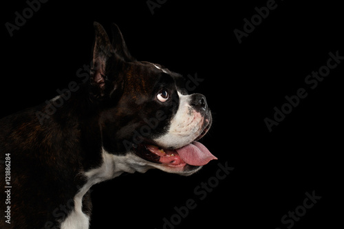 Close-up Portrait of Purebred Boxer Dog Brown with White Fur Color Stare in Profile view Isolated on Black Background