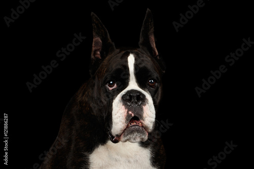 Close-up Portrait of Purebred Boxer Dog Brown with White Fur Color Gazing Looks in Camera Isolated on Black Background