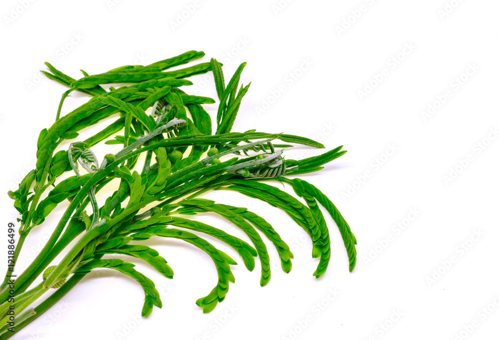 Katin vegetables isolated on white background.