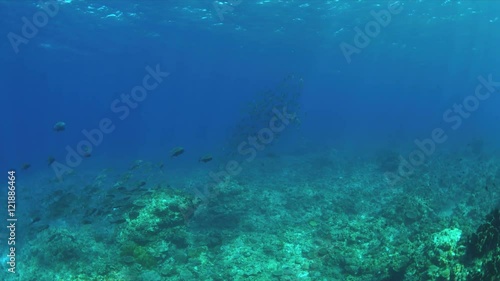 Wallpaper Mural Coral reef with a school of Barracudas and Trevallies. Light reflections, sunrays 4k footage Torontodigital.ca