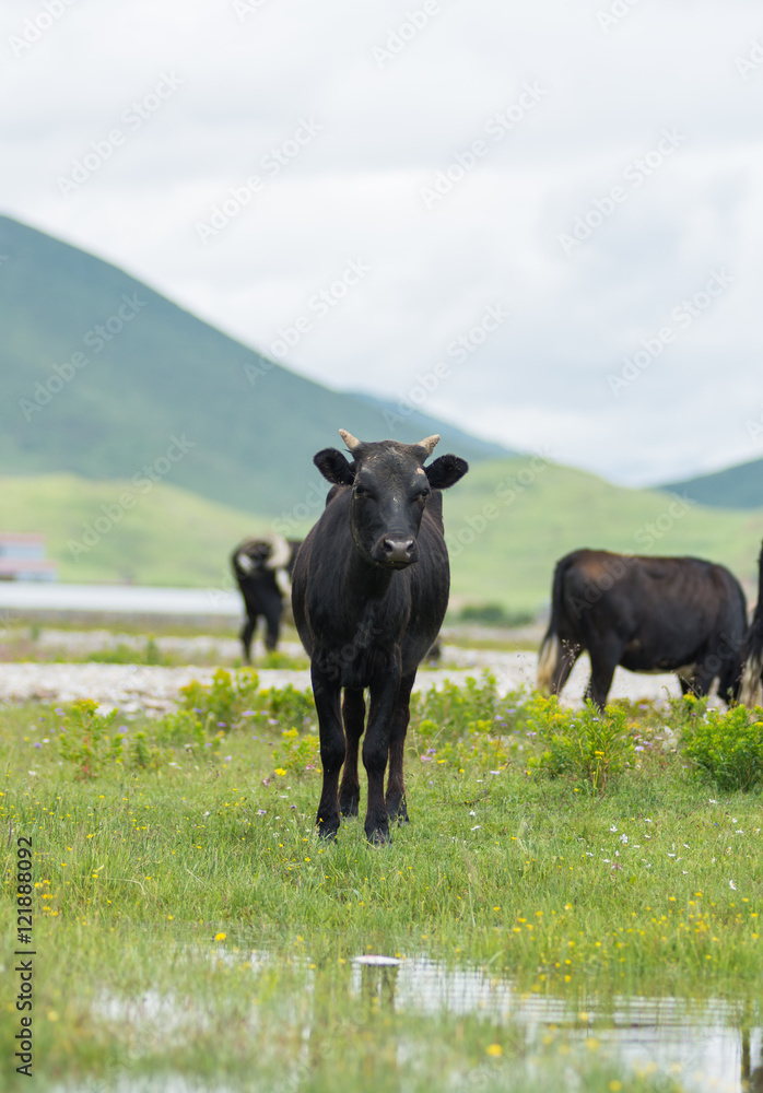 Yak in china Yak in china