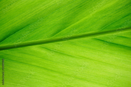 close up green leaf texture background, nature and ecology concept, can use as wallpaper 
