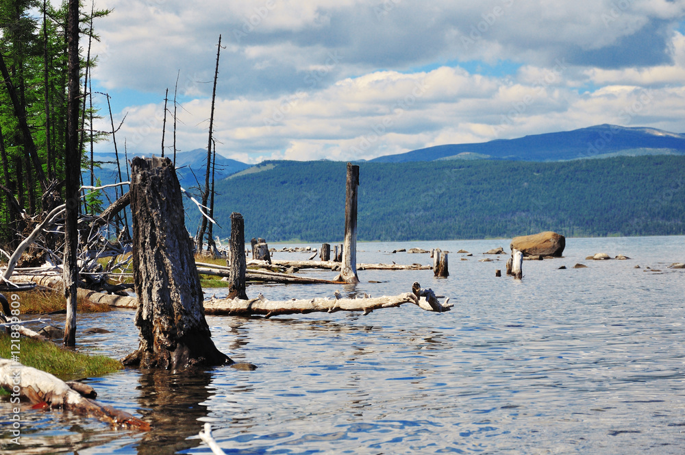 coast of lake Hovsgol. Dry trees logs.Blue sky and mountains at horizon. coast of lake Hovsgol. Dry trees logs.Blue sky and mountains at horizon.