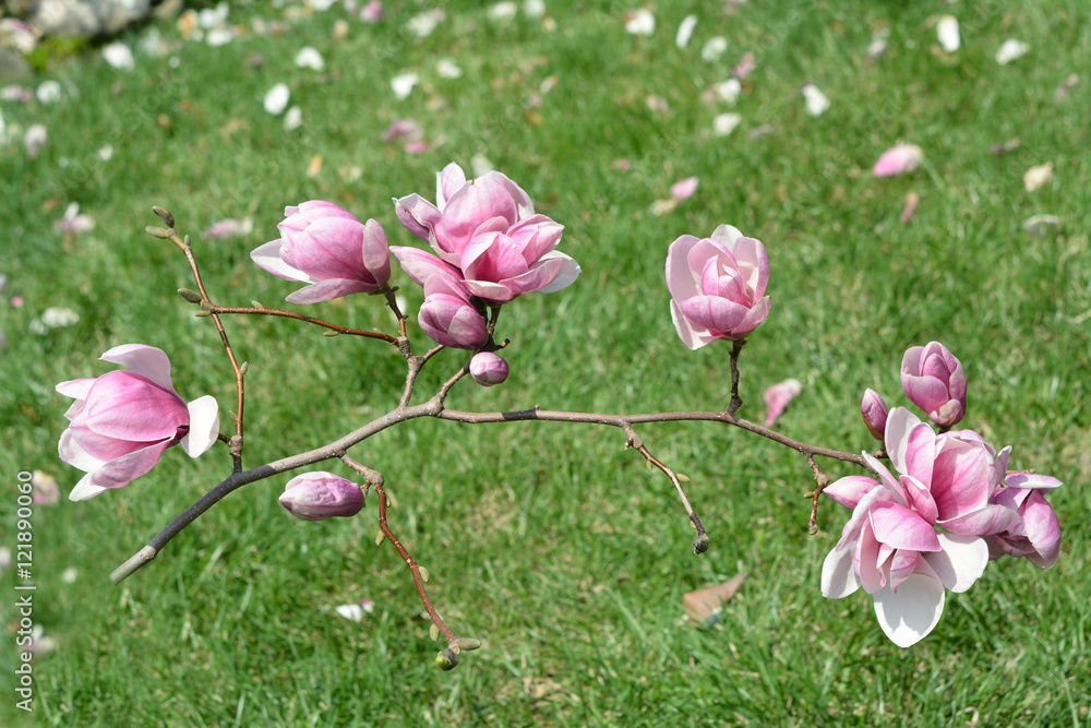 Fototapeta premium magnolia flowers