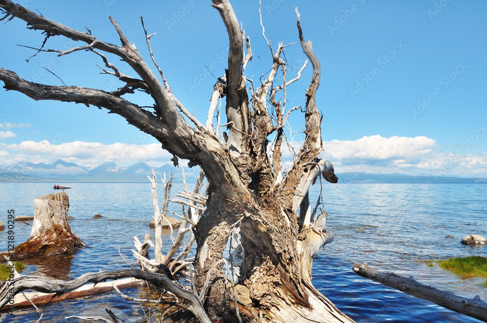 coast of lake Hovsgol. Dry trees logs.Blue sky and mountains at horizon.