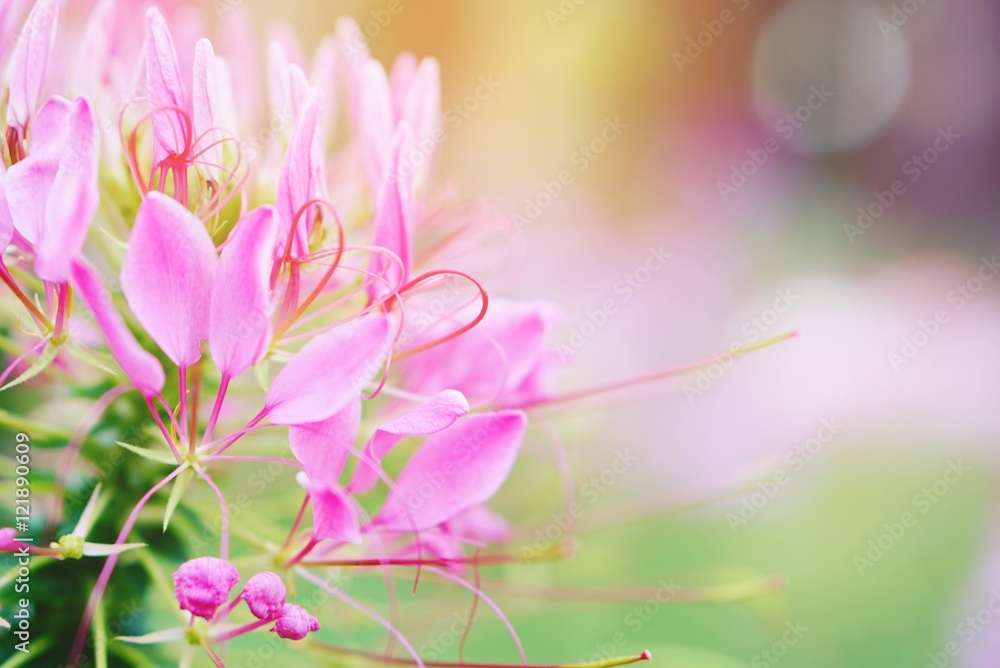 Obraz premium closeup of pink spider flower (Cleome hassleriana) in soft focus nature background