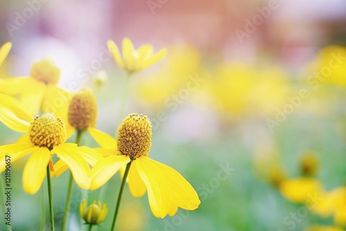 yellow flower in a garden with soft fliter background photo