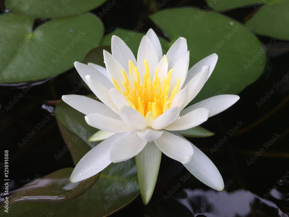 Water lily White & Yellow Water lily White & Yellow