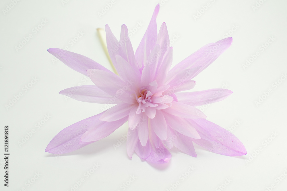 Plant (Colchicum autumnale) on a white background.