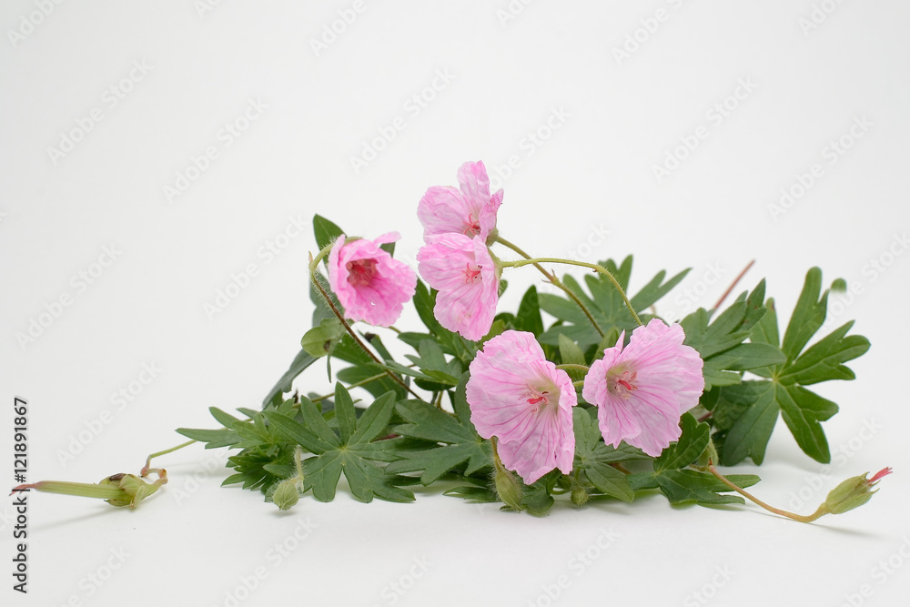 Plant (Geranium sanguineum) on a white background. Plant (Geranium sanguineum) on a white background.