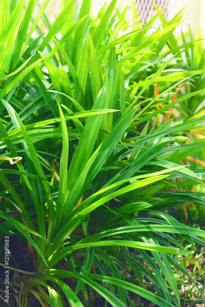 green pandan leaf growing in the garden. green pandan leaf growing in the garden.