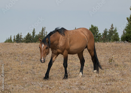 Wild Horse Dun Buckskin Stallion on Sykes Ridge in the Pryor Mountains in Montana     Wyoming United States of America
