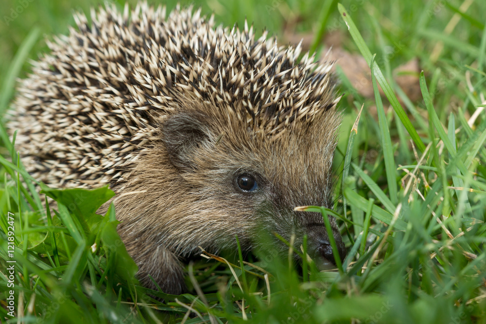Igel im Garten Igel im Garten