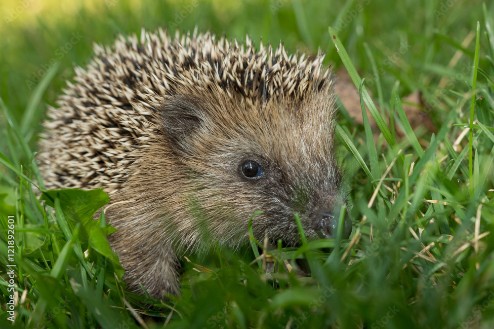 Igel im Garten Igel im Garten