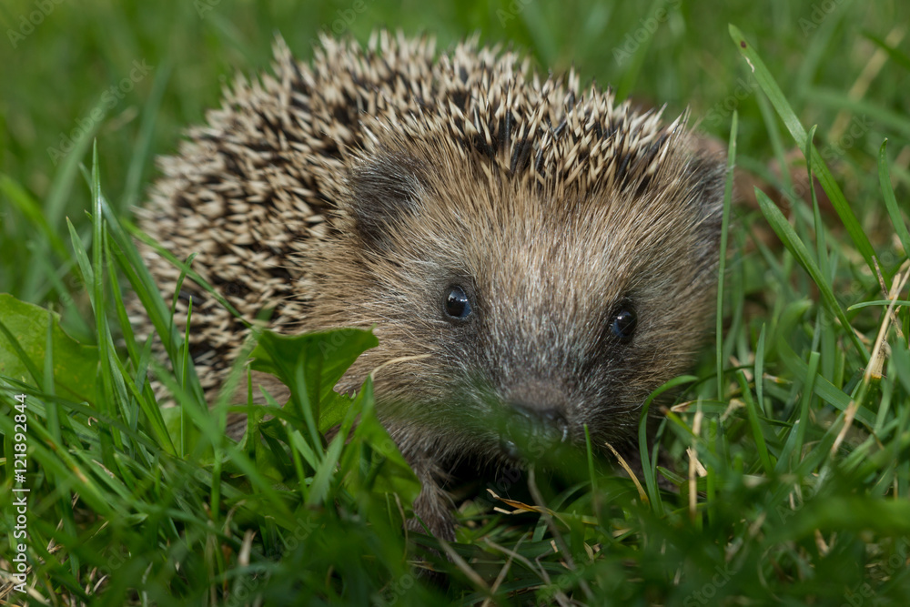 Obraz premium Igel im Garten