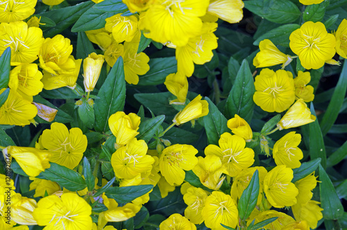 primrose oenothera frutcosa photo